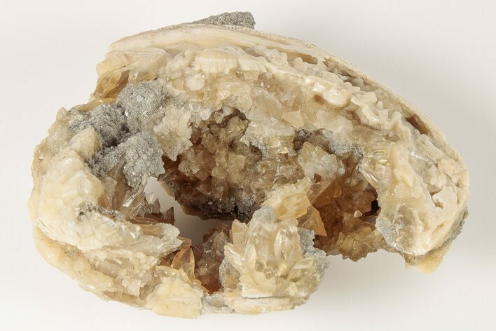Fossil Clam with Fluorescent Calcite Crystals - Ruck's Pit, FL #191775